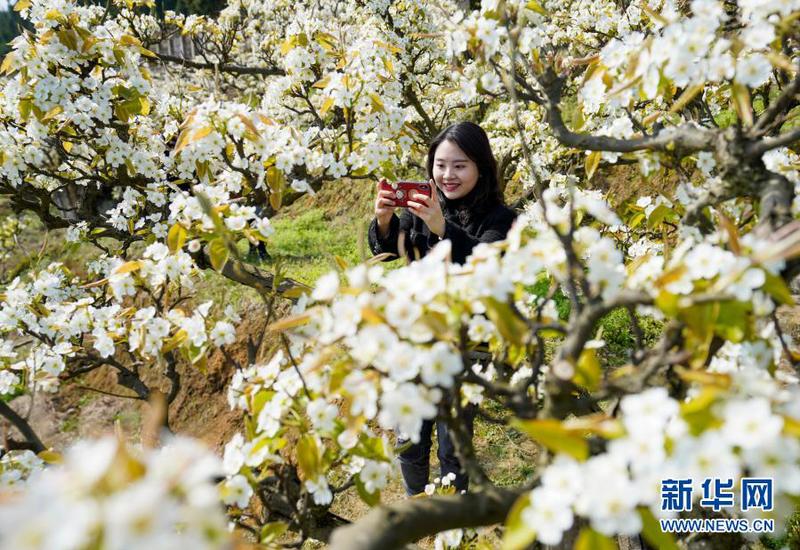 3月11日，游客在盛开的梨花间拍摄美景