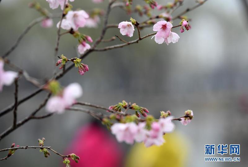 　3月18日拍摄的玉渊潭公园樱花园培育的樱花。