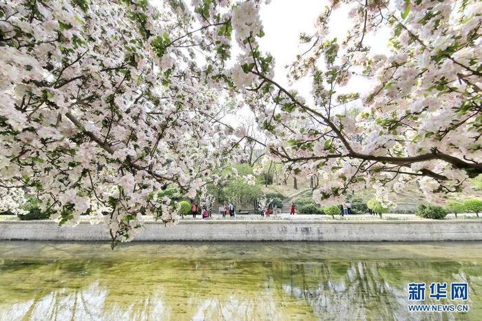 4月8日，游人在北京元大都遗址公园海棠花溪景区赏花。