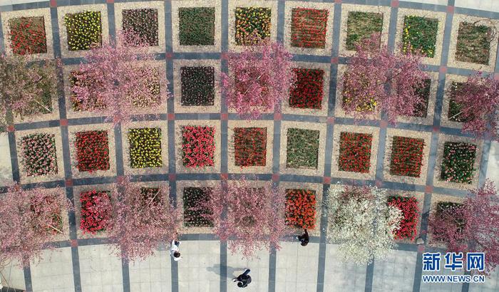　4月8日拍摄的石家庄市植物园内的郁金香展（无人机照片）。