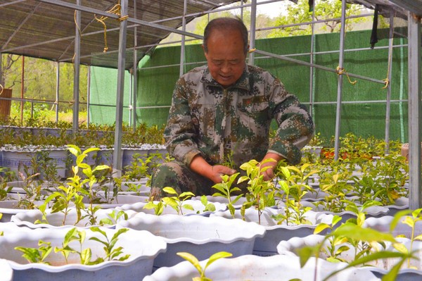 图说：工作人员在整理盆栽茶苗 王子涵摄影