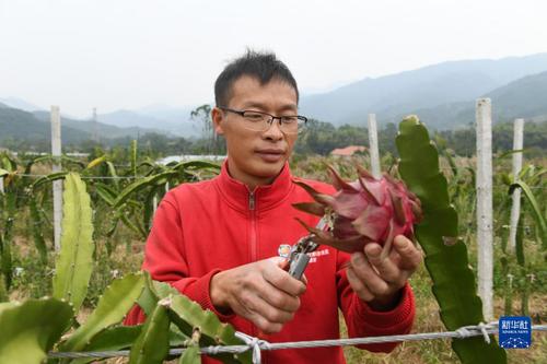 在广西灵川县灵田镇正义村，阳红星采摘已经成熟的火龙果（10月27日摄）。