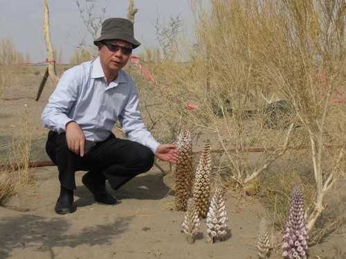 全国政协委员刘昕在新疆塔克拉玛干沙漠考察