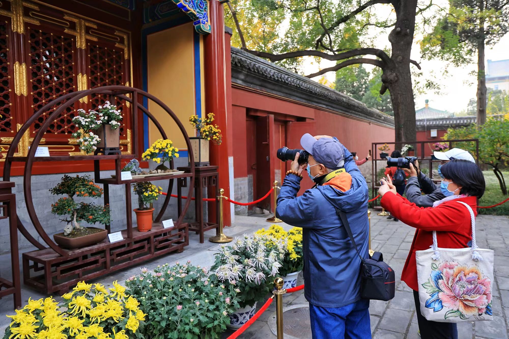 北京植物园市花展开幕 新培育的12个小菊品种首次迎客_新浪新闻