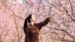 江西明月山：樱花开 春色好